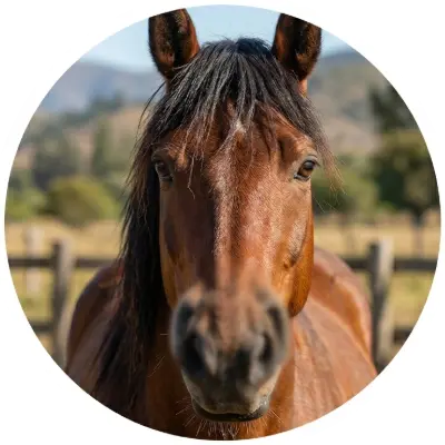 Caballos